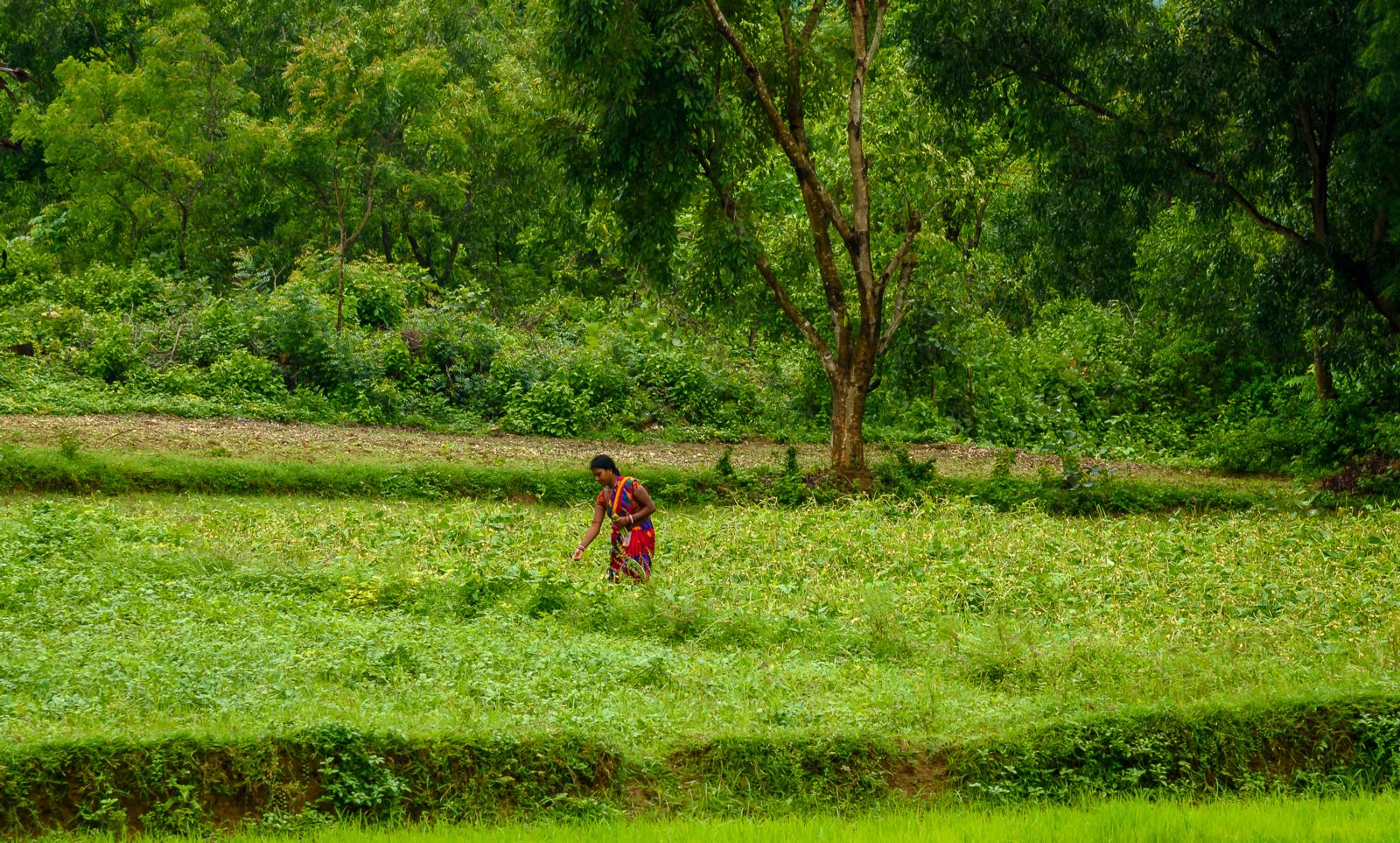 Explorar el alcance del ecofeminismo en el nexo de biodiversidad-clima