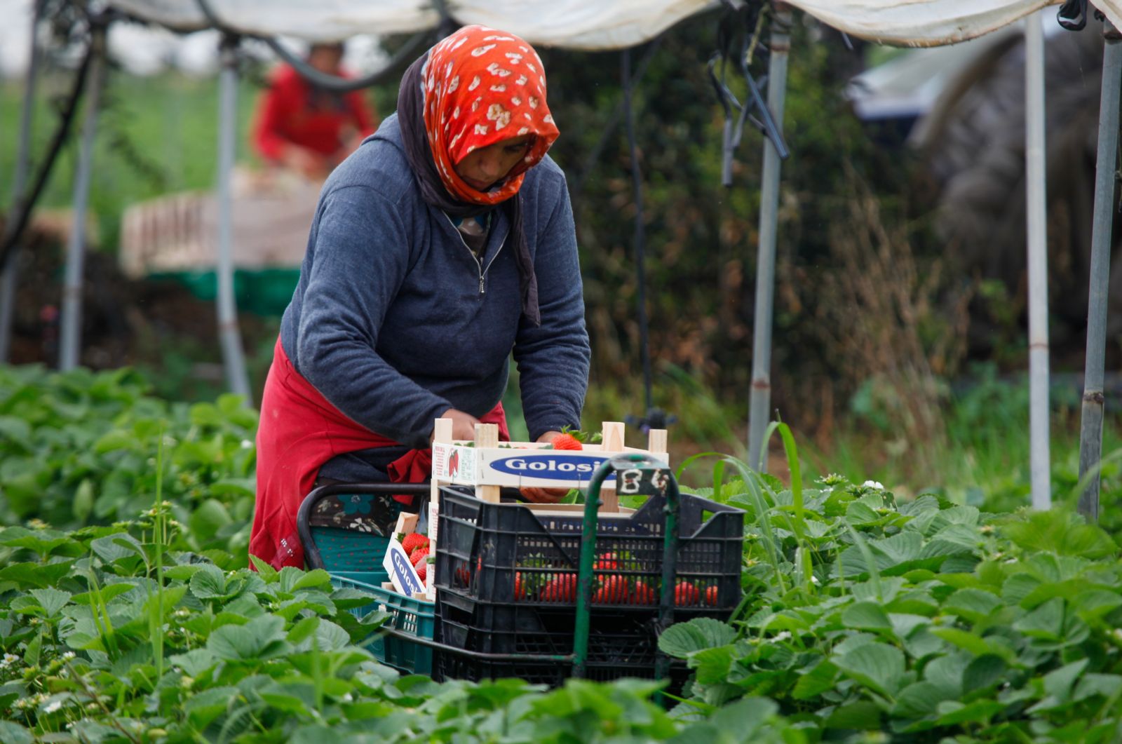 Stopping the abuse in your produce basket