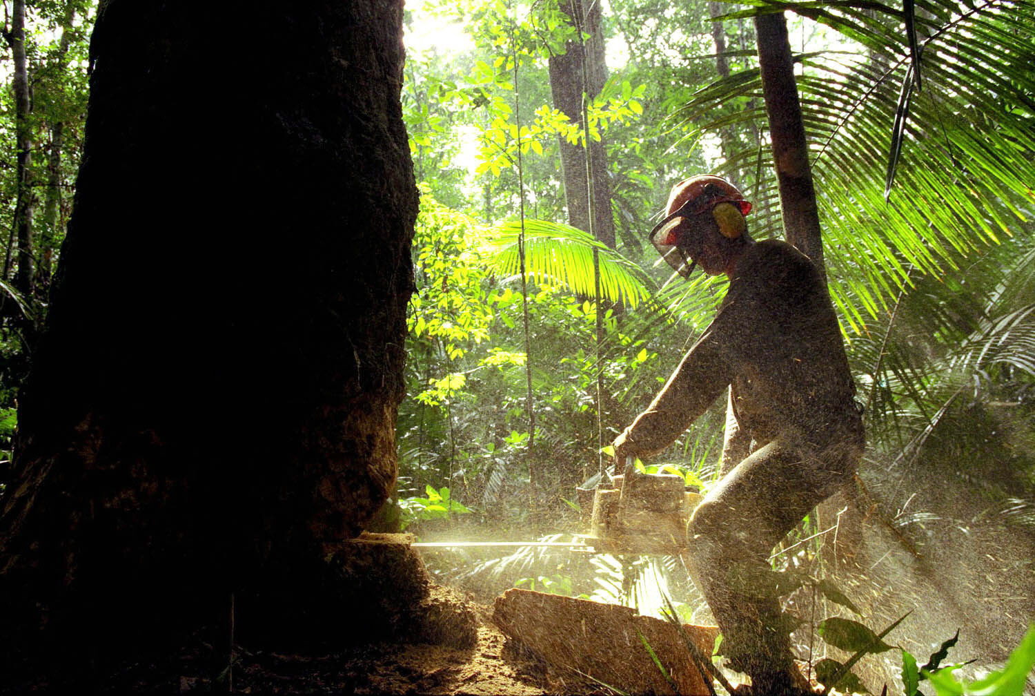 Levando a sério os compromissos climáticos pela proteção da floresta amazônica: opções de litígio estratégico, ciência e direitos humanos