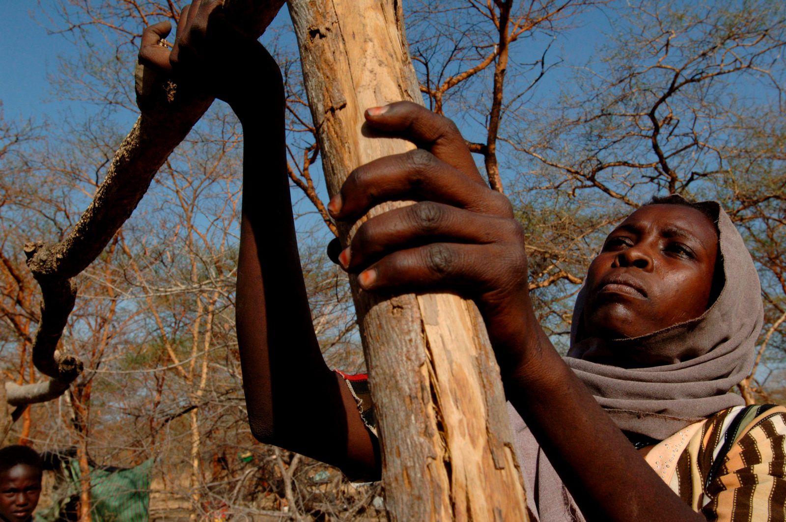 Illegal logging fuels conflict and violence against women in South Sudan