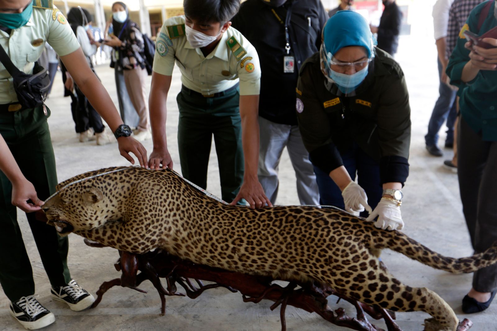 What does the right to a healthy environment mean for wildlife crime?