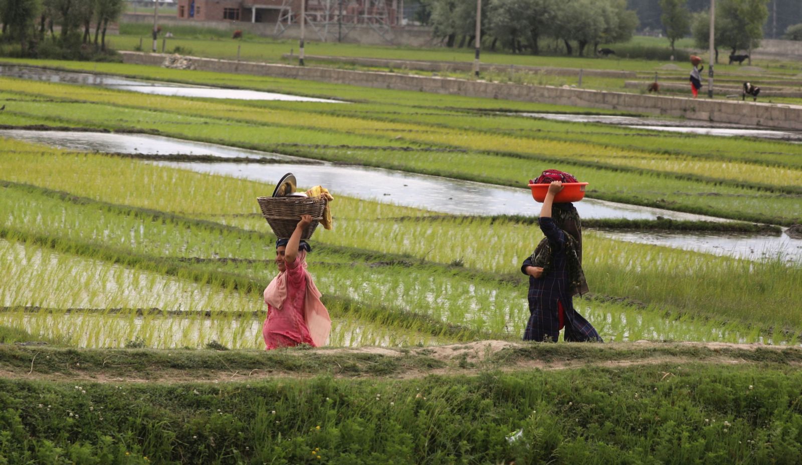 Returning to “normal” is impossible for India’s tea plantation workers