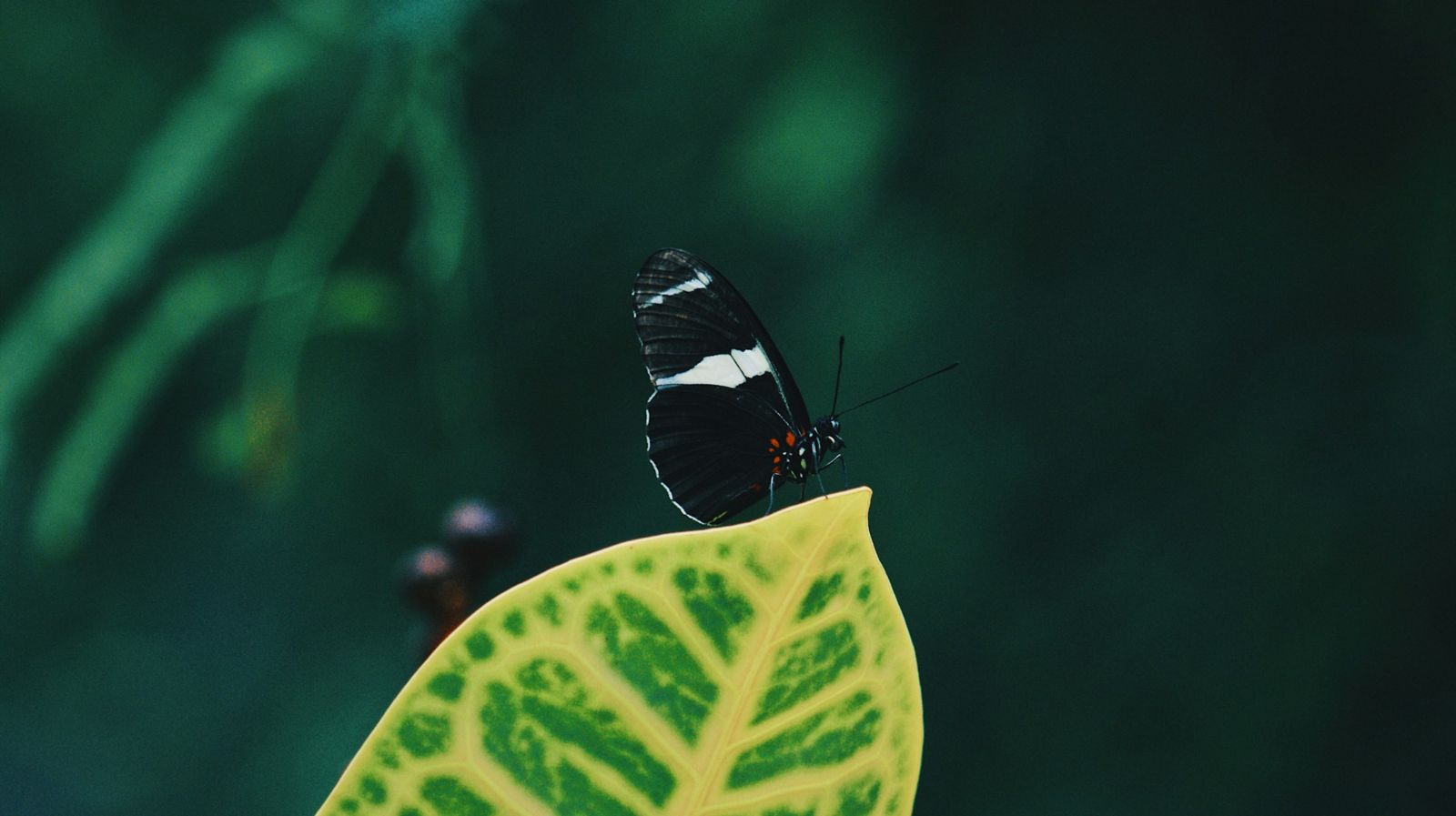 Using eco-labels to encourage reciprocity with nature