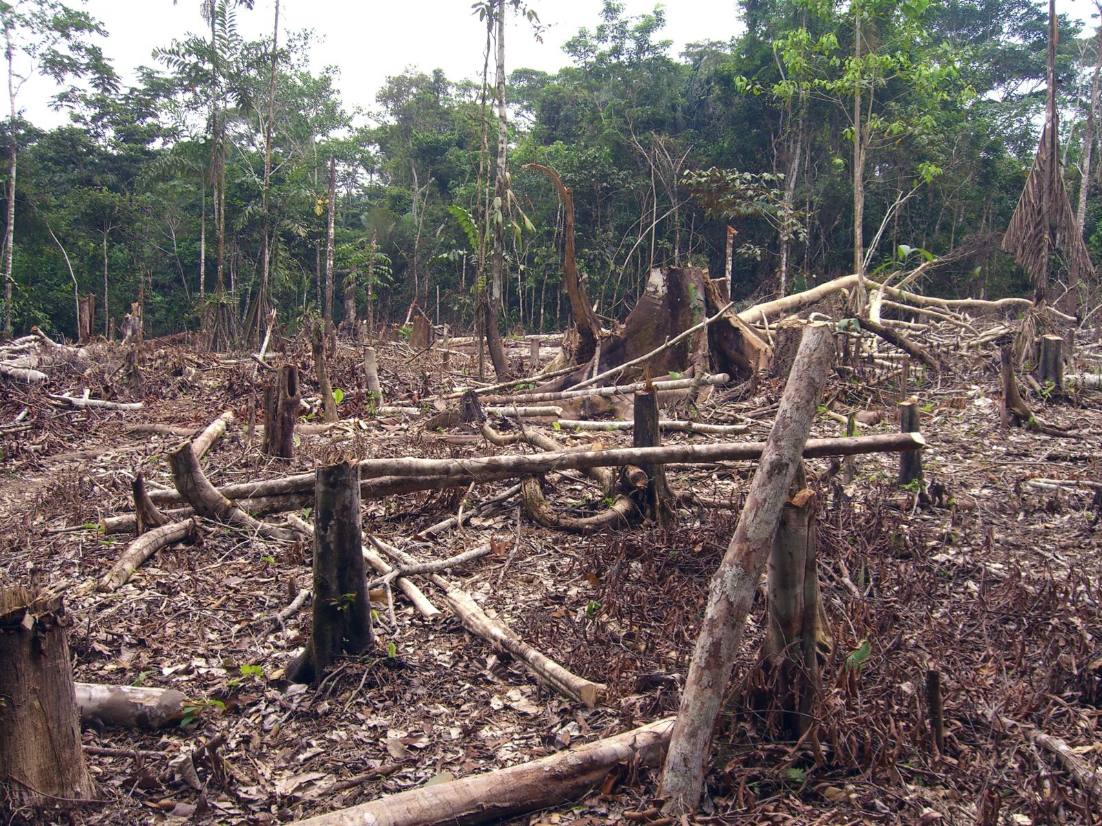 Climate change and human rights: lessons from litigation for the Amazon